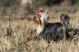 YORKSHIRE TERRIER 242